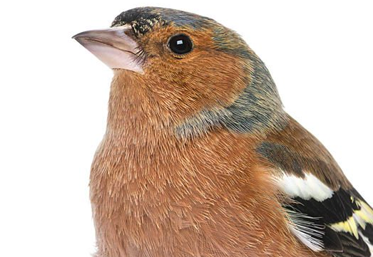 Vink